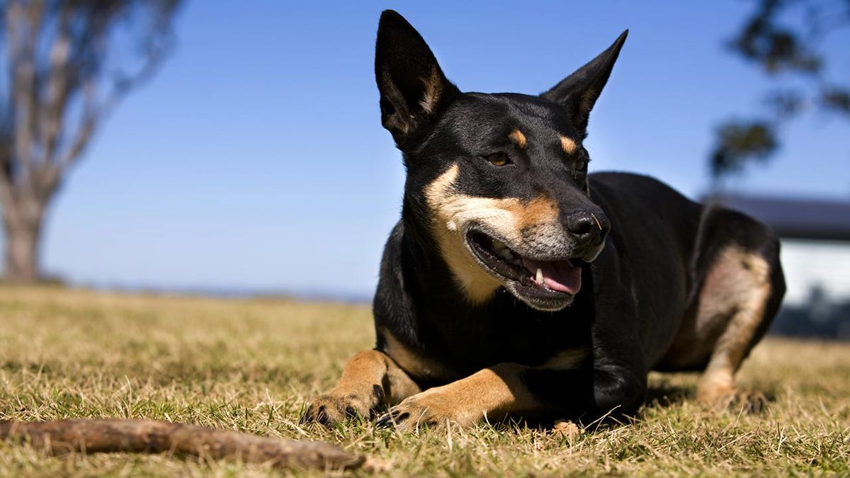 kelpie australiano