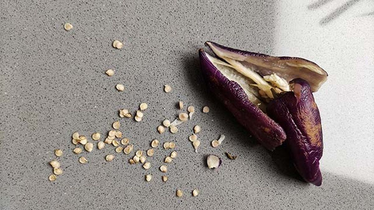 recoleccion semillas para huerta ecologica xl