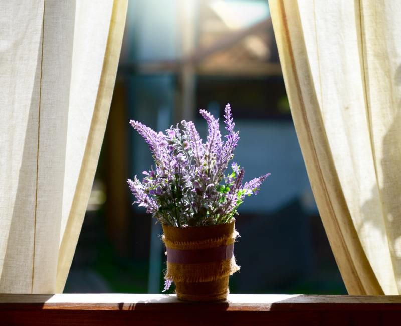Planta de lavanda.