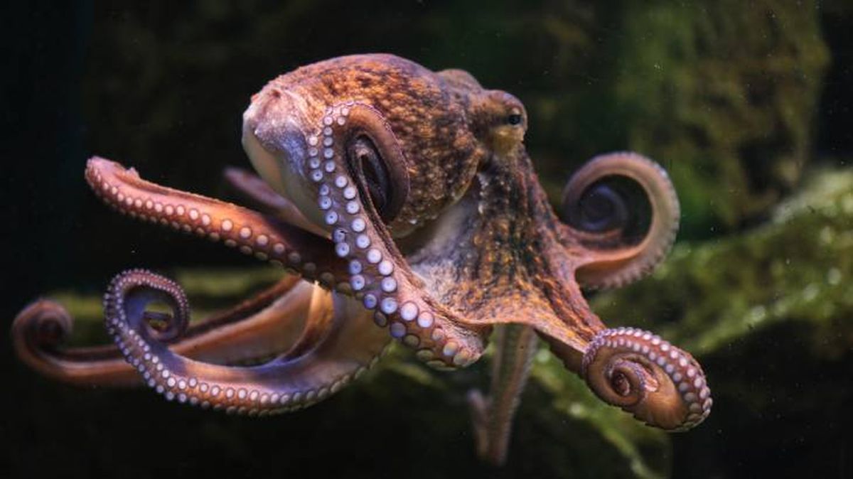 animales inteligentes pulpo