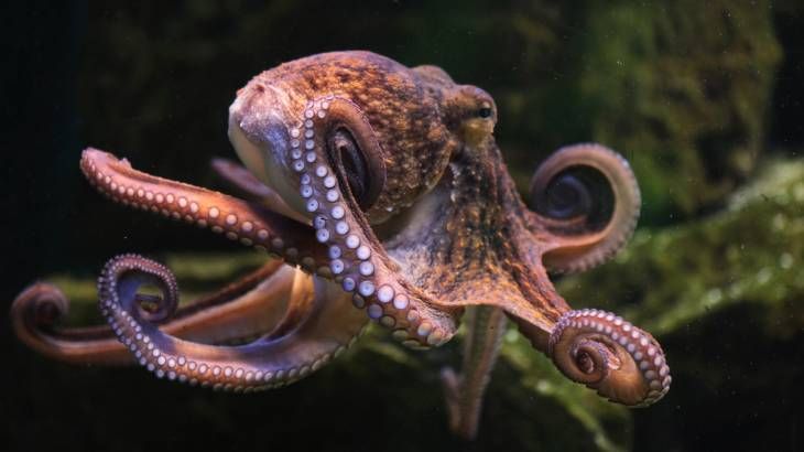 animales inteligentes pulpo