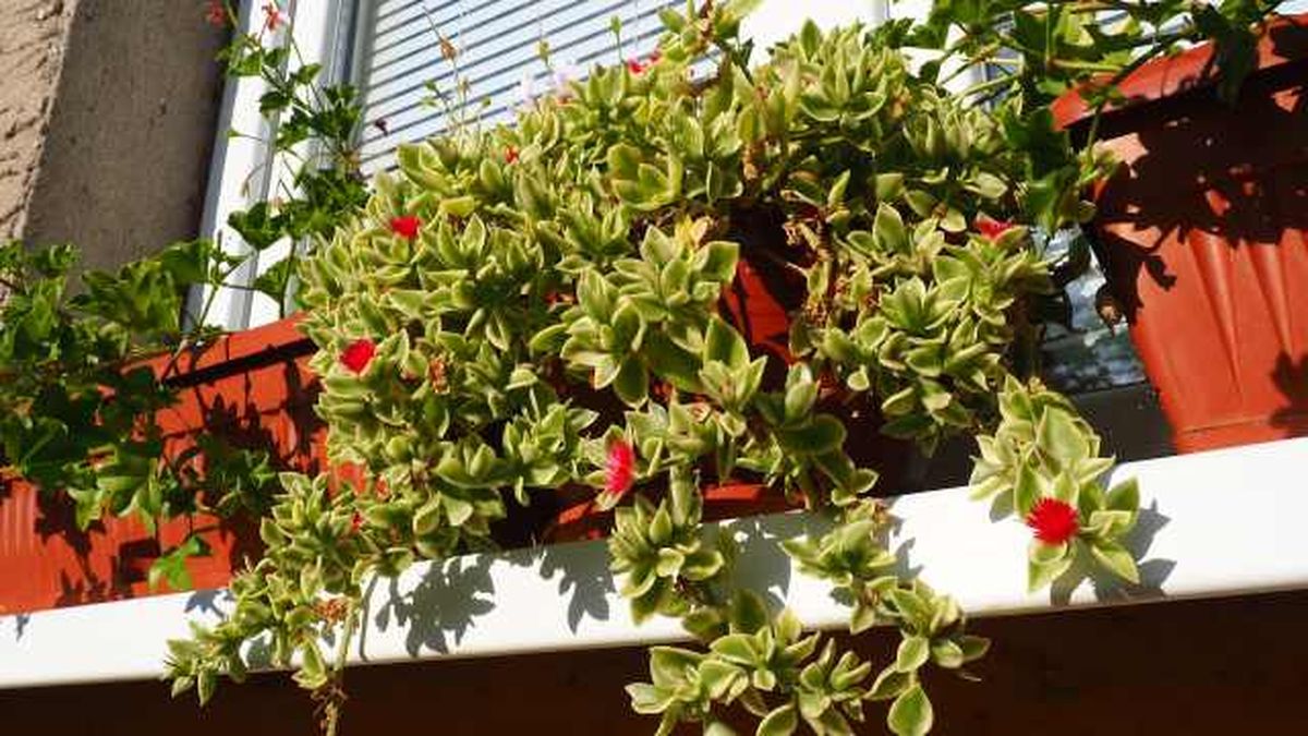 cultivo aptenia cordifolia corre corre rocio