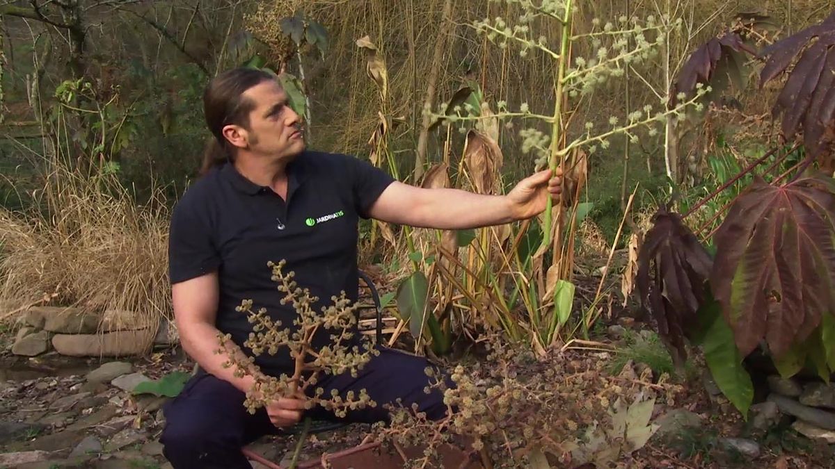 deco 760 jardin floracion variedades tetrapanax