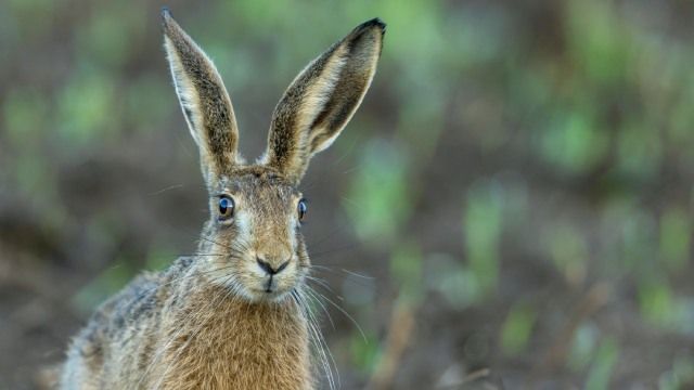 animales que empiezan por l 2