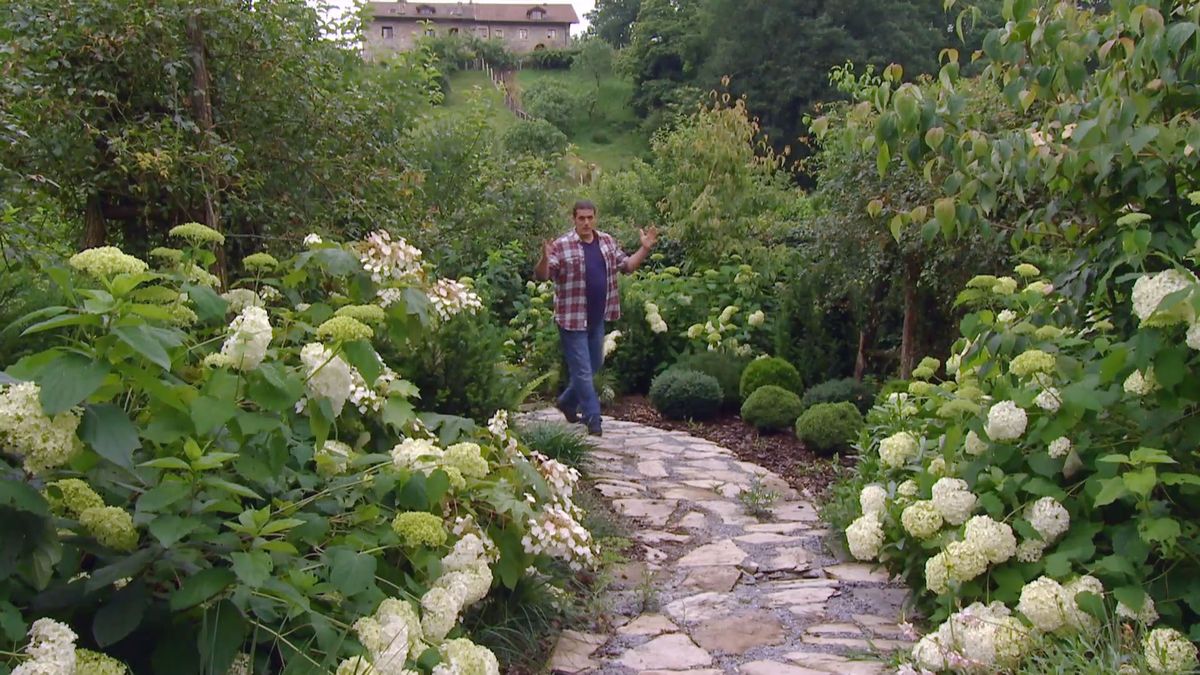deco 0702 variedades hortensias blancas inicio