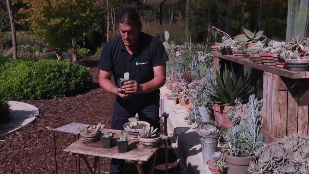 brico 1007 jardin multiplicar plantas crasas