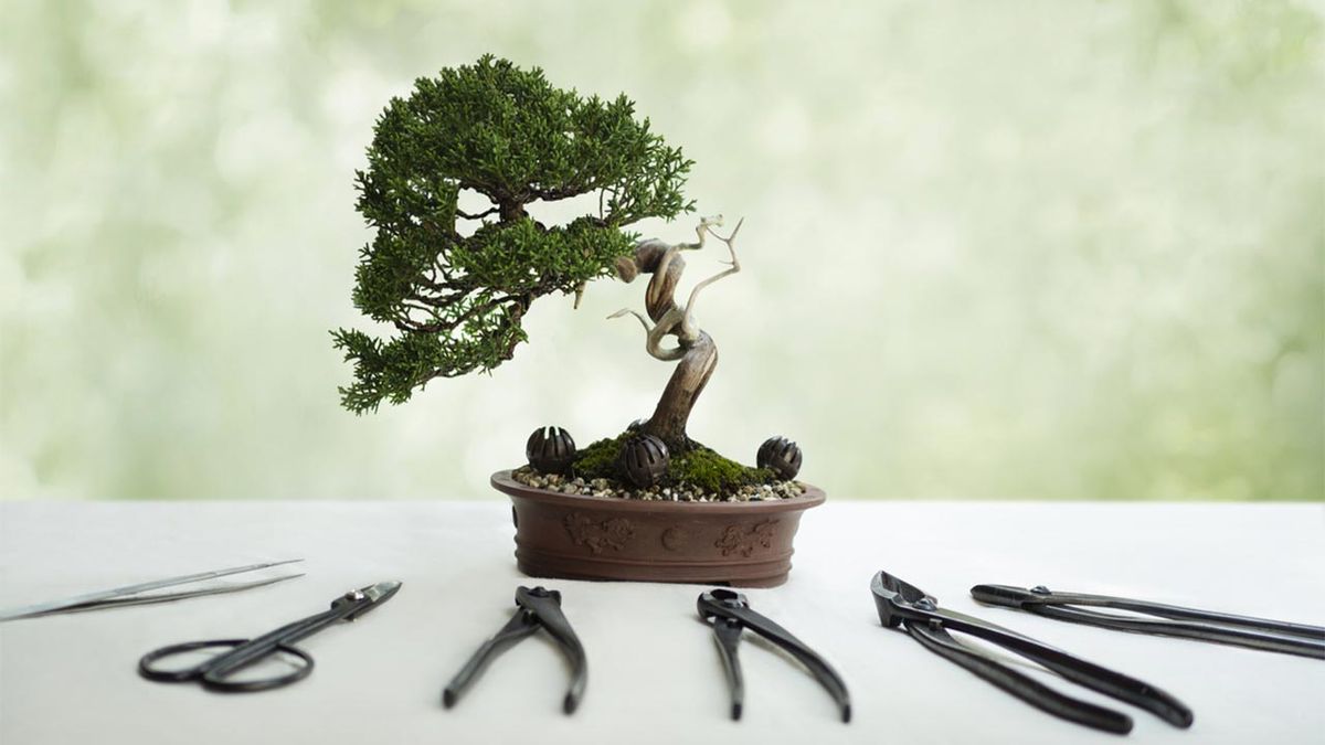 cuidados iniciales de bonsai