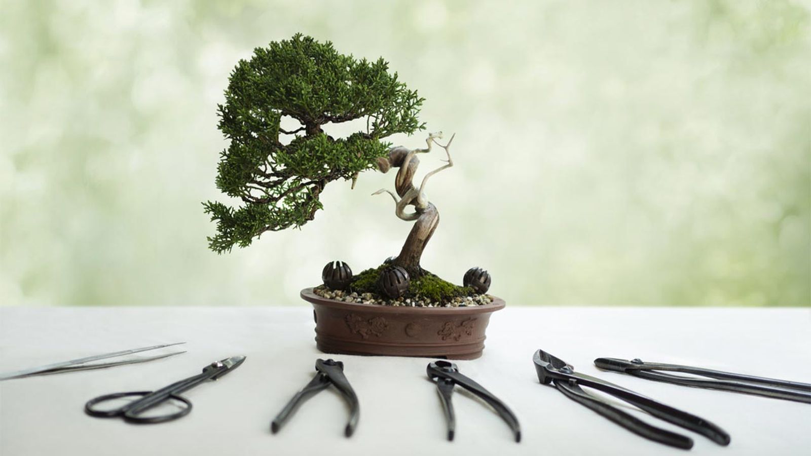 cuidados iniciales de bonsai
