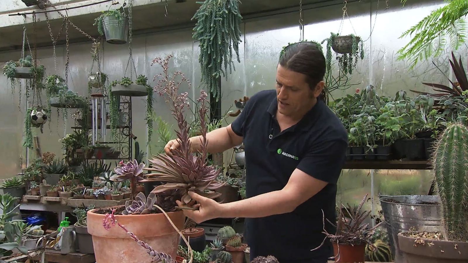 deco 766 jardin plantas crasas marrones xl