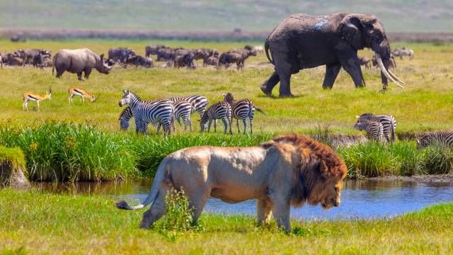 cadena alimentaria animales herbivoros omnivoros carnivoros