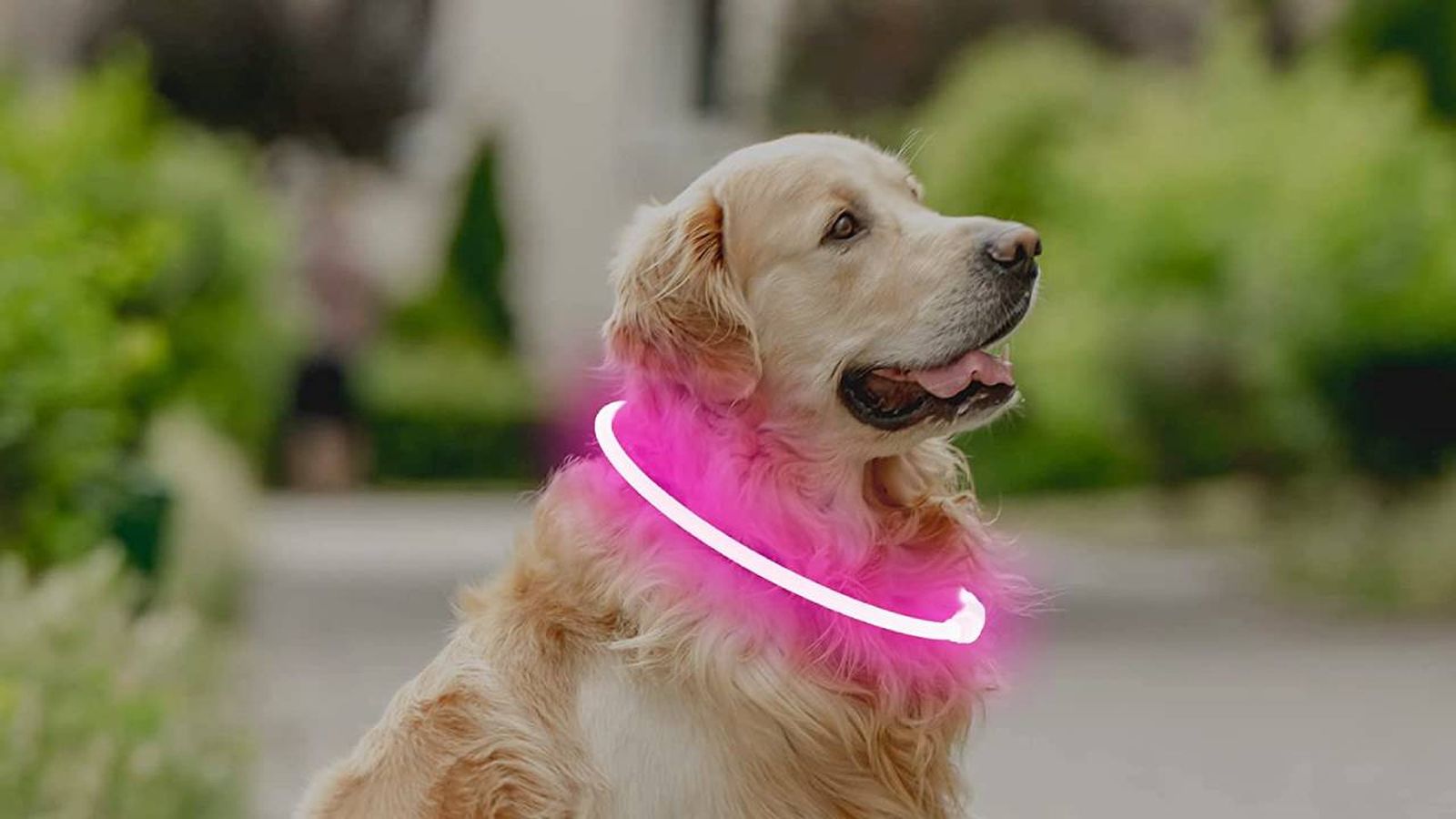 Collares de luz LED para perros recargables