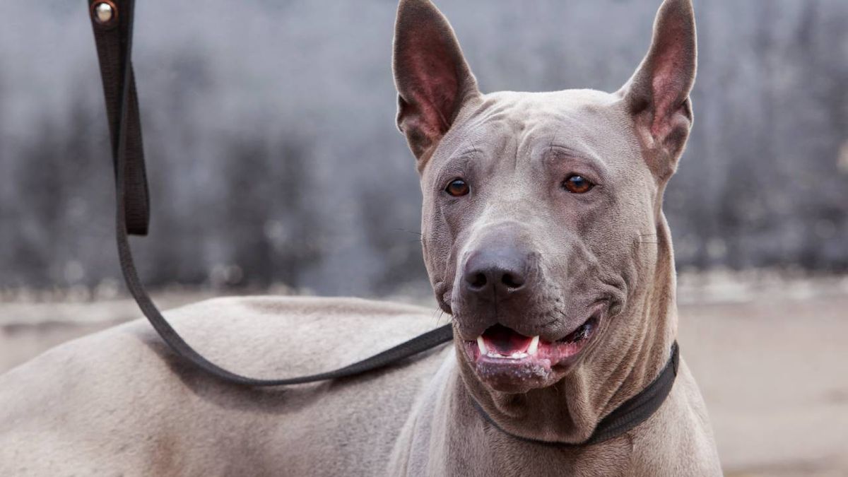 ridgeback tailandes xl