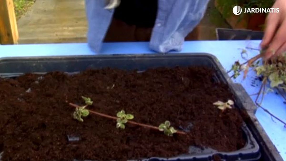 tres intersecciones de ramificacion planta de incienso brico 781