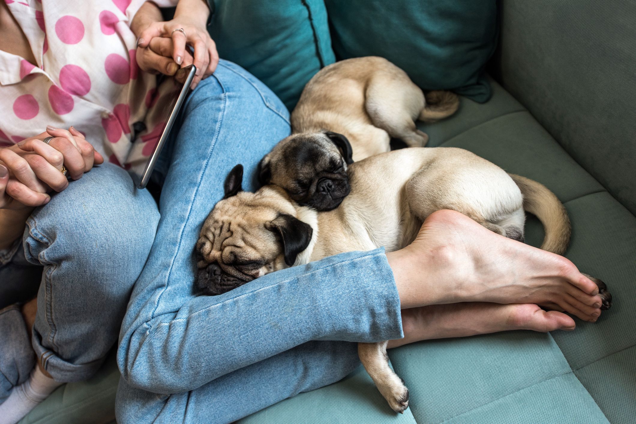 pareja de perros