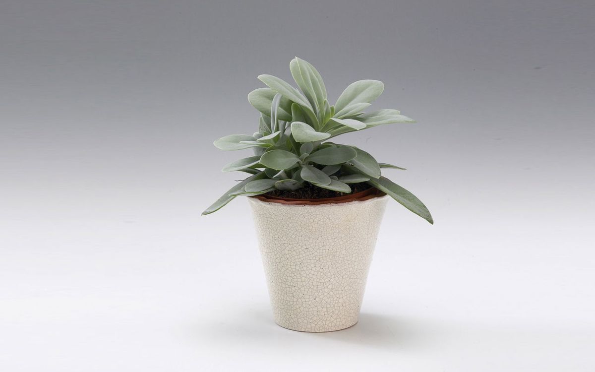 Senecio_cephalophorus