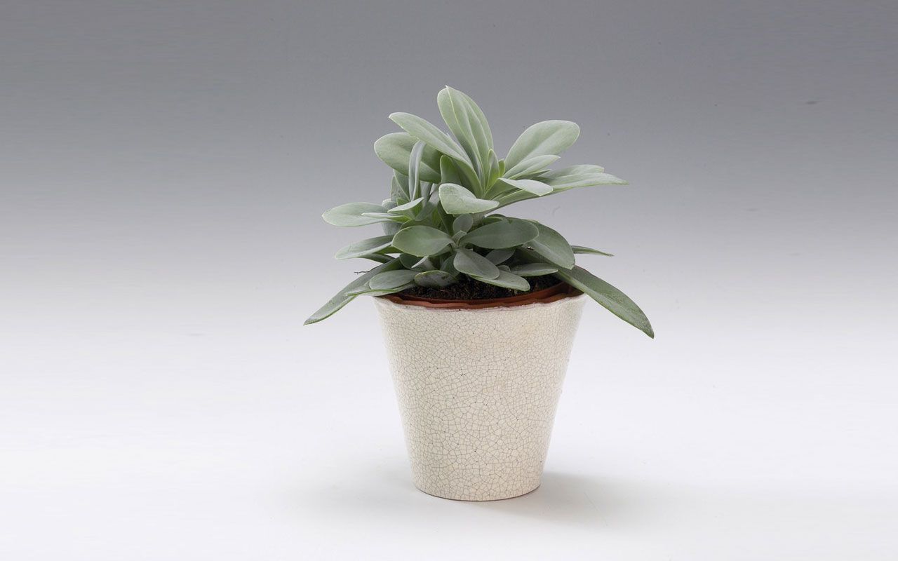 Senecio_cephalophorus