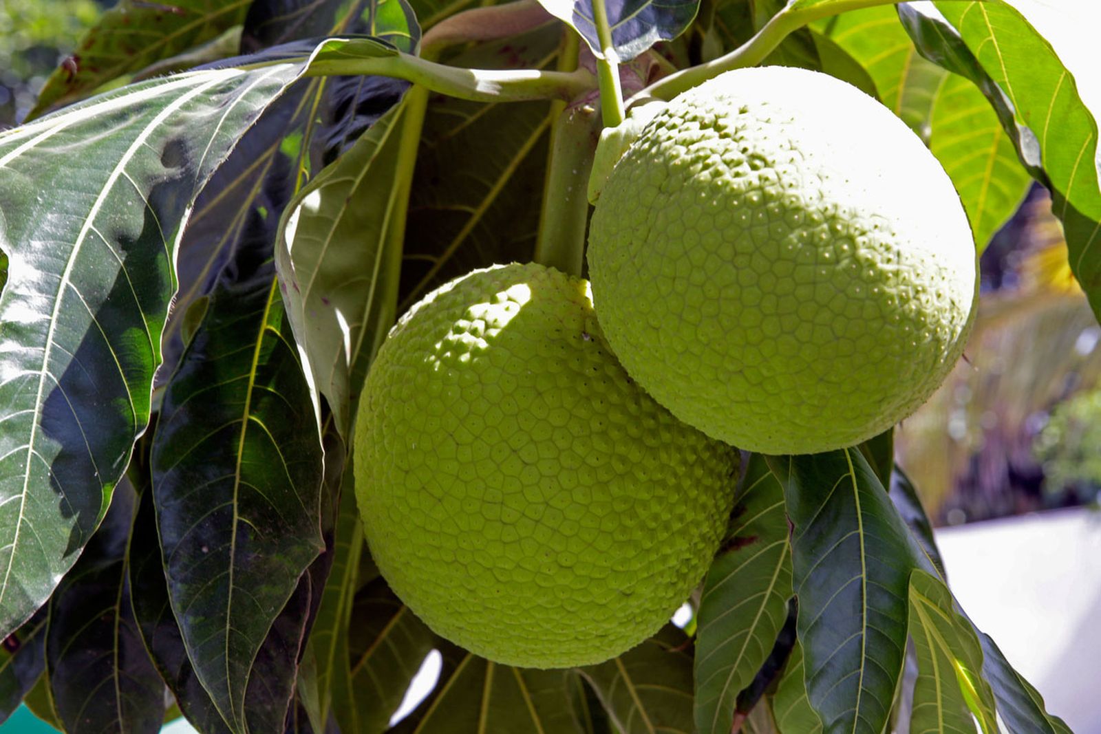 fruta de pan