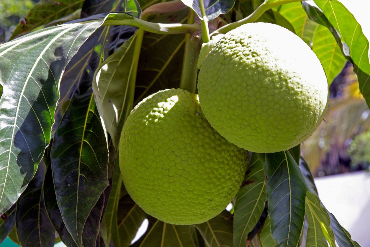 fruta de pan