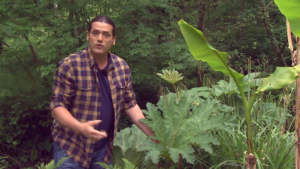 deco 696 jardineria plantas vivaces hoja grande gunnera