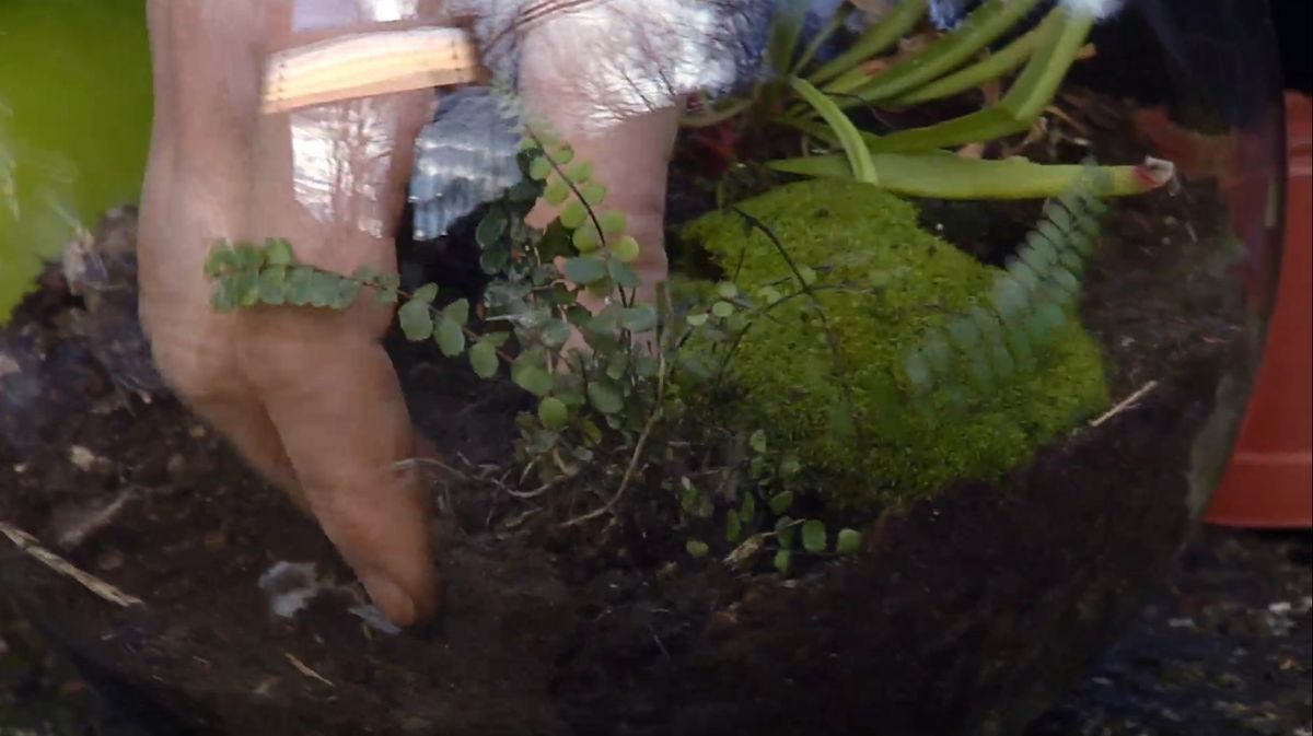 Plantar plantas carnívoras en peceras paso 3