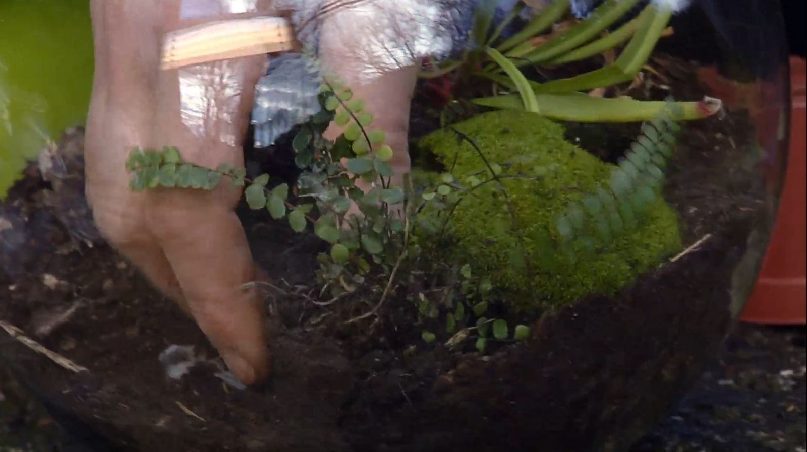 Plantar plantas carnívoras en peceras paso 3