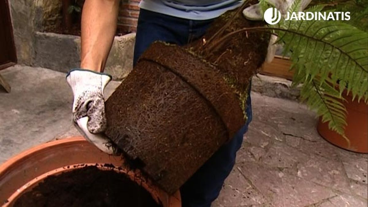 mata de raices helecho arboreo dicksonias antarctica  brico 463 jardin