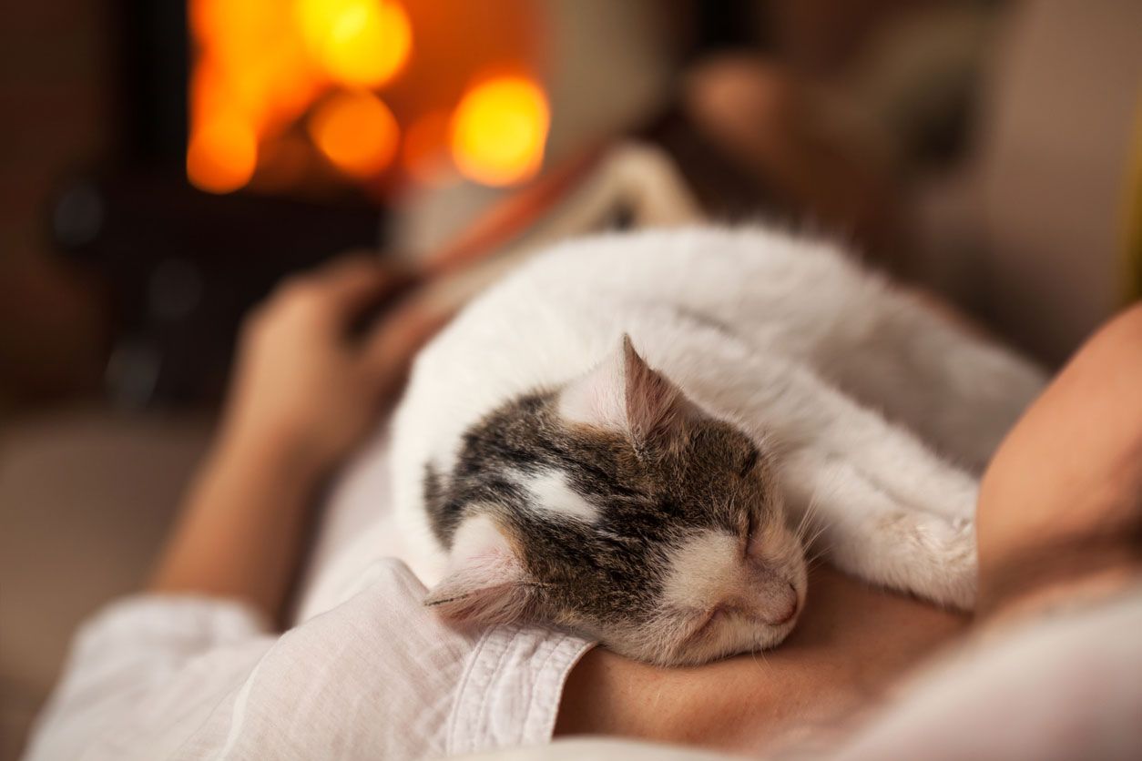 resfriados personas perros contagiar gato