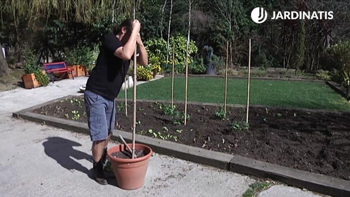 guia para plantar tomates en macetero brico 746