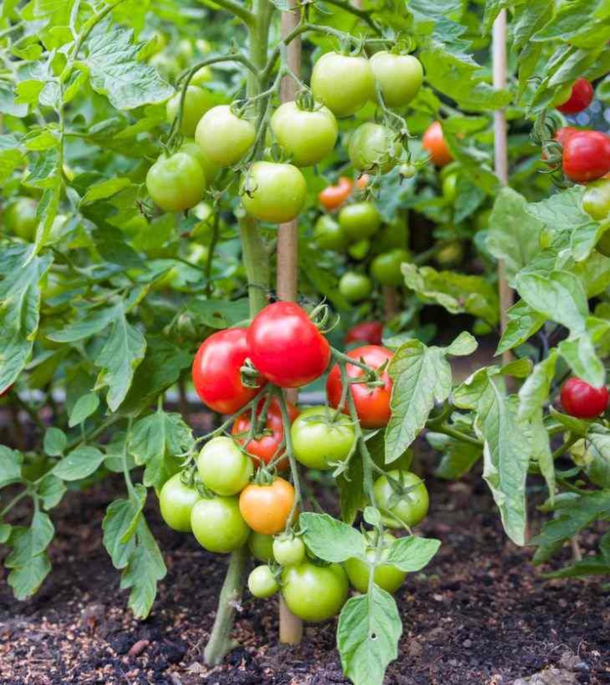 beneficios abono 15 15 15 para tomates