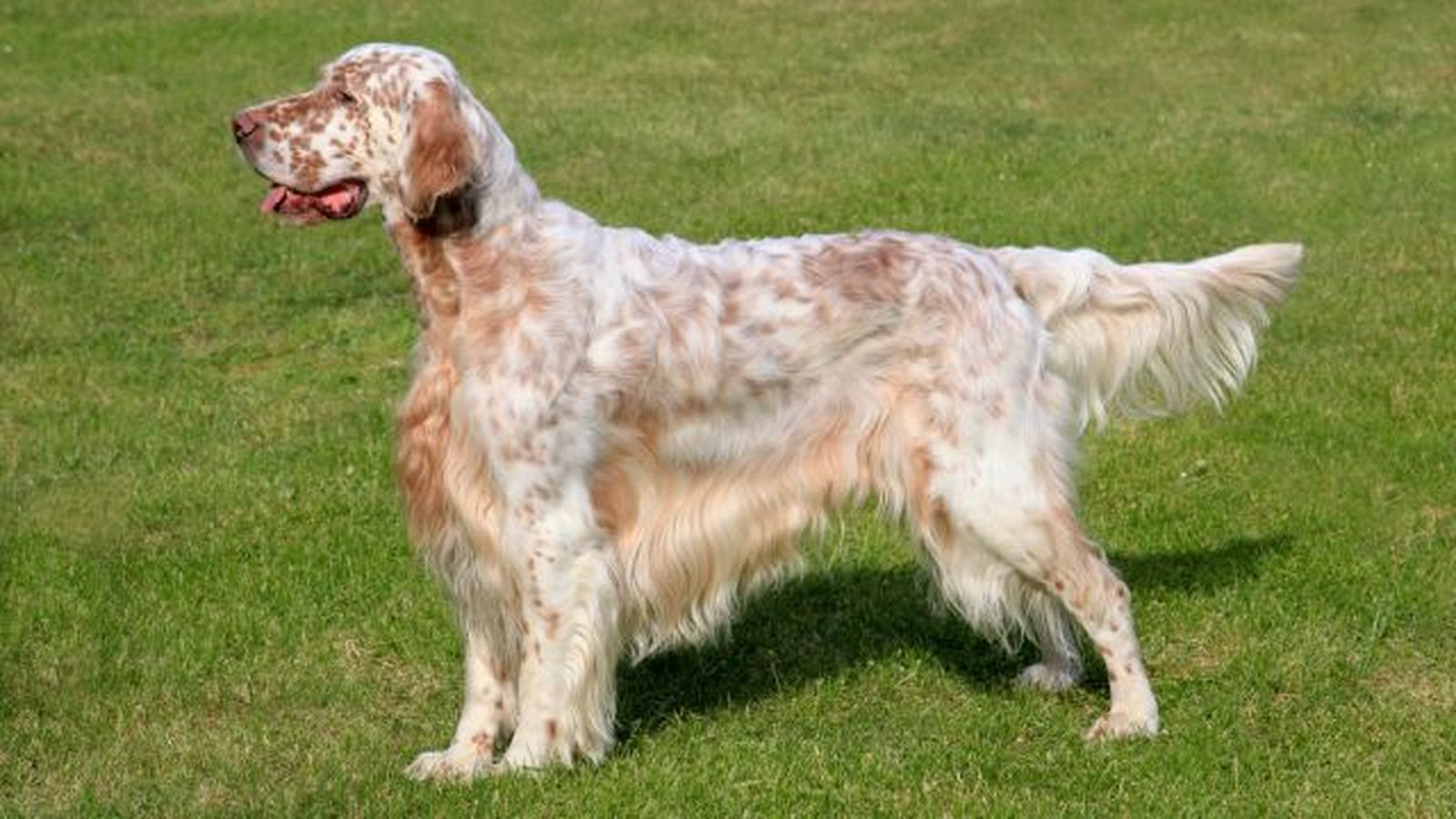 razas de perros favoritas de los espanoles 2