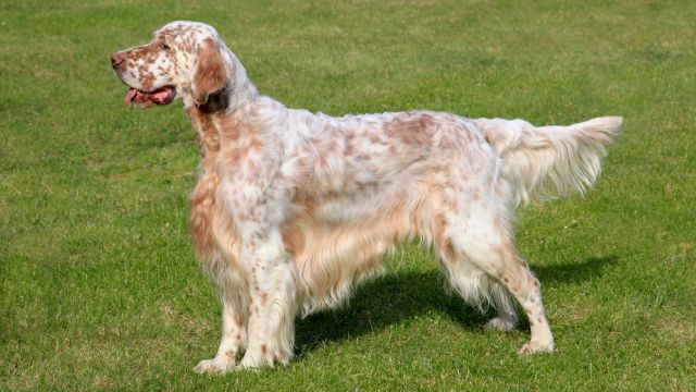 razas de perros favoritas de los espanoles 2