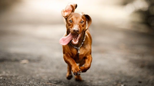 nombres para perros bonitos y originales 1