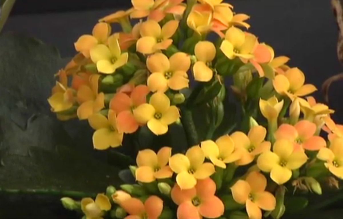 Calanchoe en tono amarillo