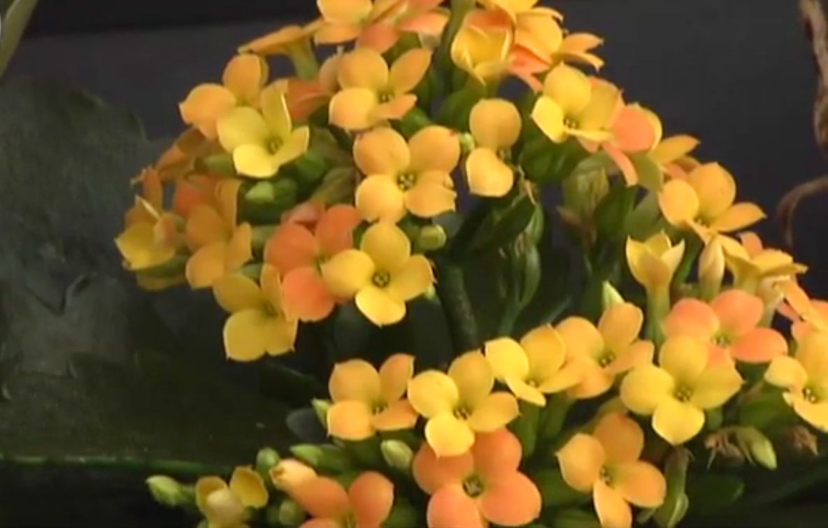 Calanchoe en tono amarillo