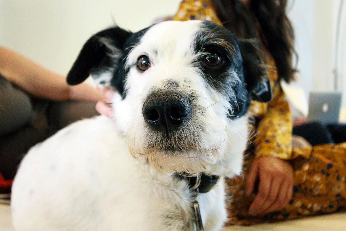 razas vivir piso perro mestizo