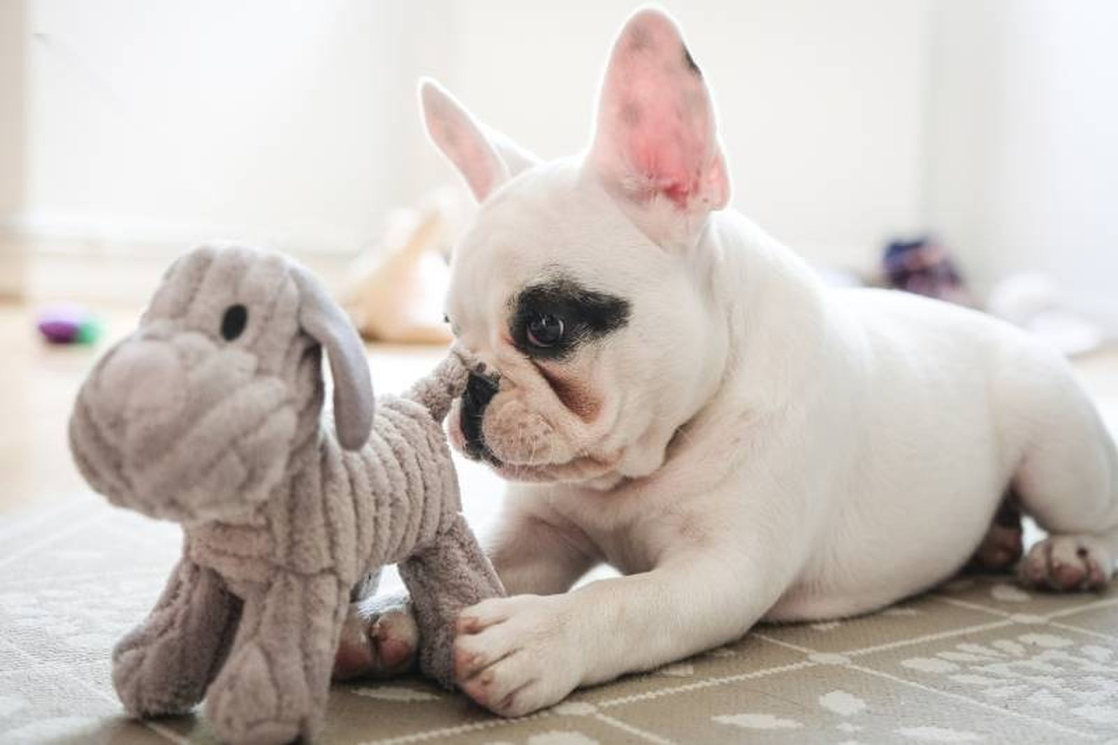 El frenchie es muy dulce y afectuoso, sobre todo con los niños.