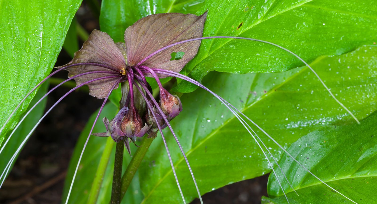 planta tacca chantrieri