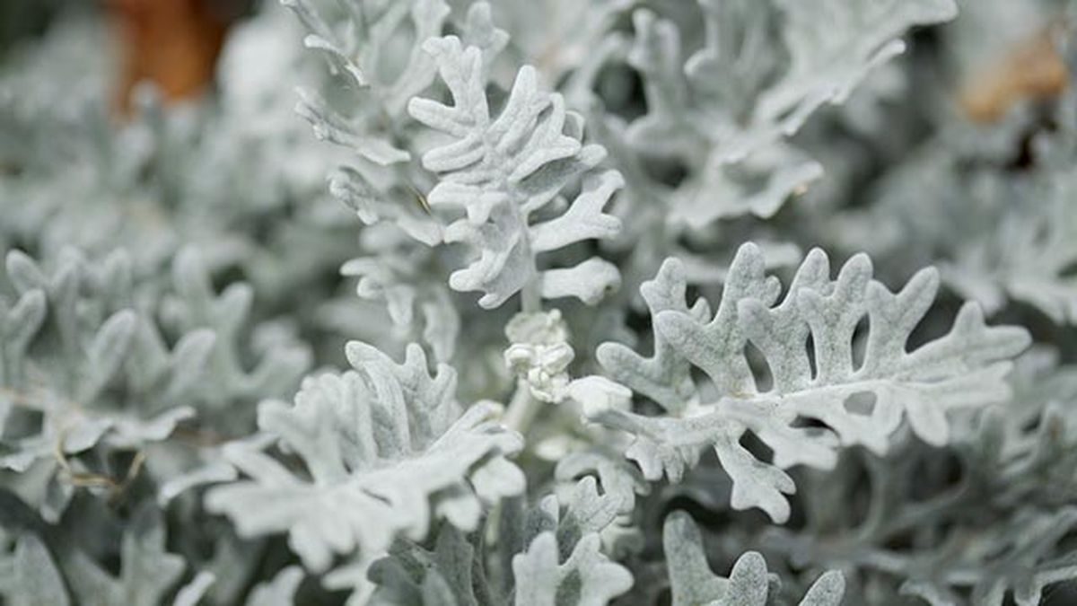 cinenaria maritima Jacobaea maritima