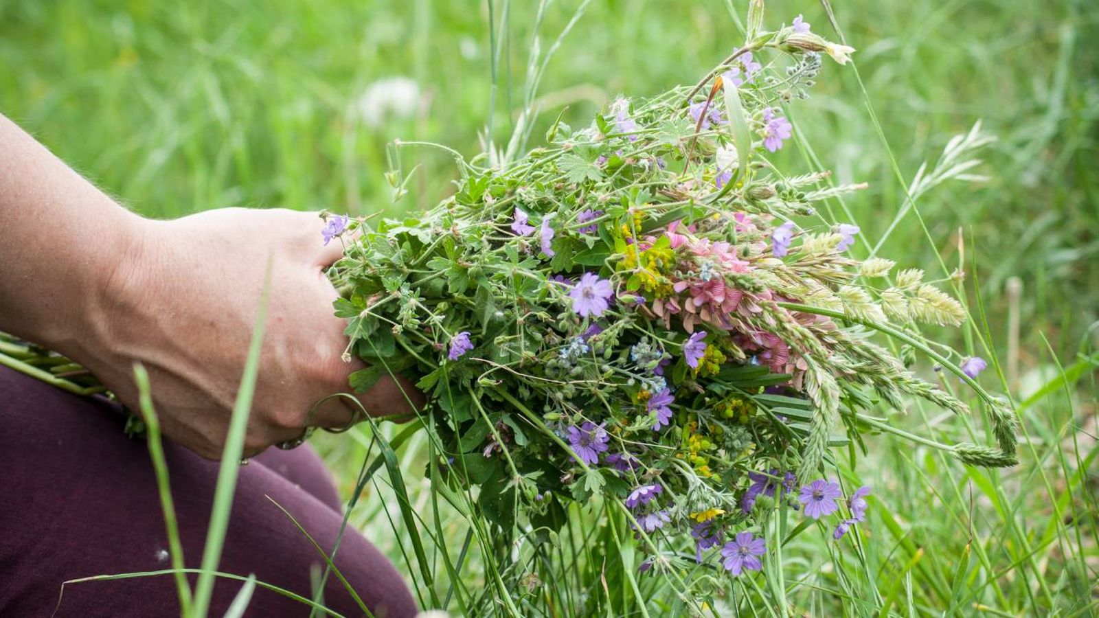 Esta flor esconde un gran potencial nutricional y medicinal.