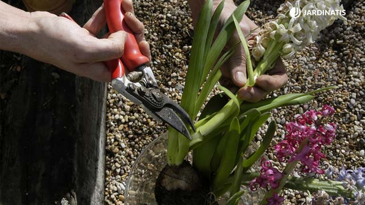 cortar flor de bulbos de jacinto jardinatis brico291