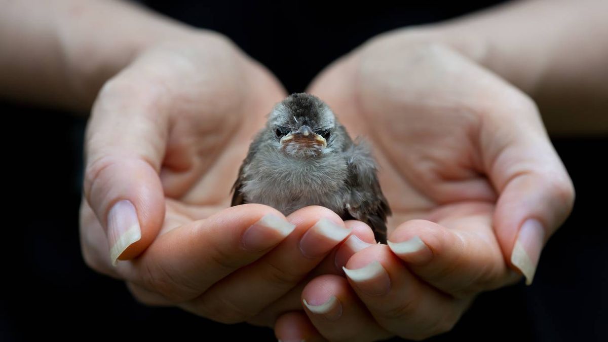 Muchos pájaros jóvenes abandonan el nido por sí mismos en una etapa denominada volantón.
