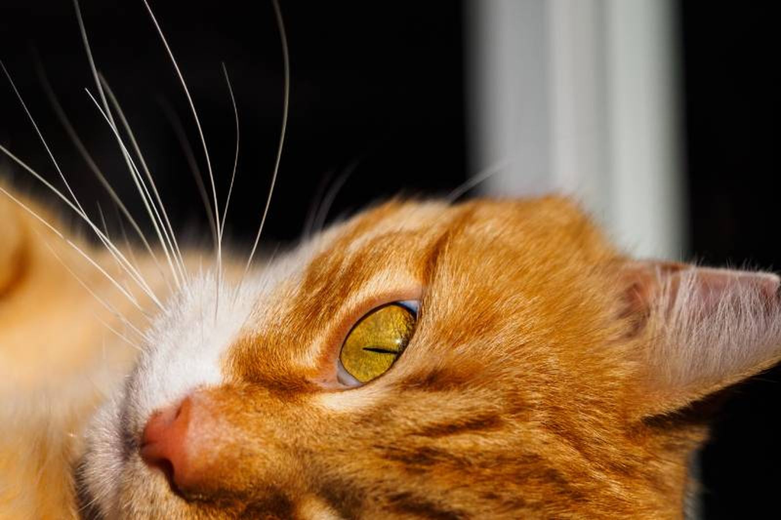 Al igual que las orejas y la cola, la comunicación no verbal de los gatos pasa por los bigotes.