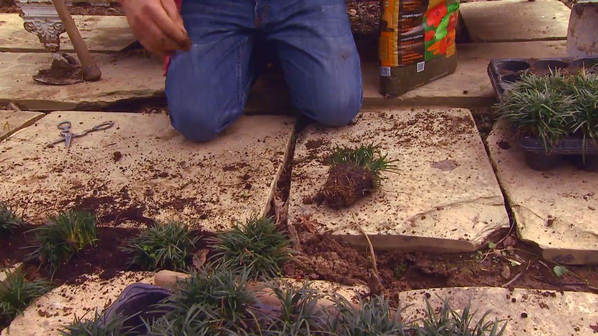 deco 0652 jardineria reverdecer camino losetas ophiopogon paso 5