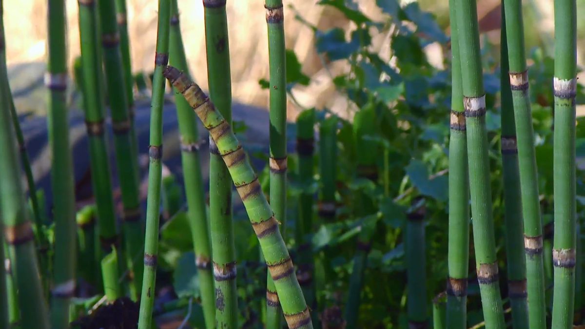 decogarden 0648 jardineria poda cola caballo detalle