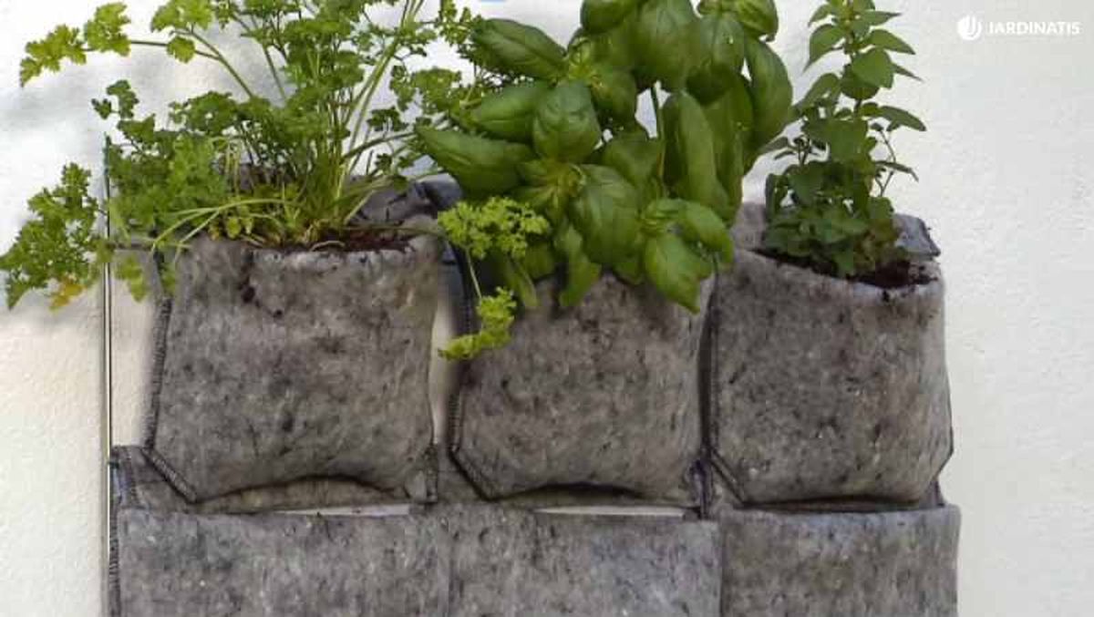 Organiza las plantas aromáticas en el jardín vertical