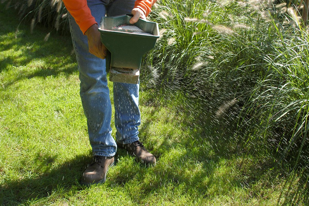 Resembrar las zonas dañadas del césped paso 3
