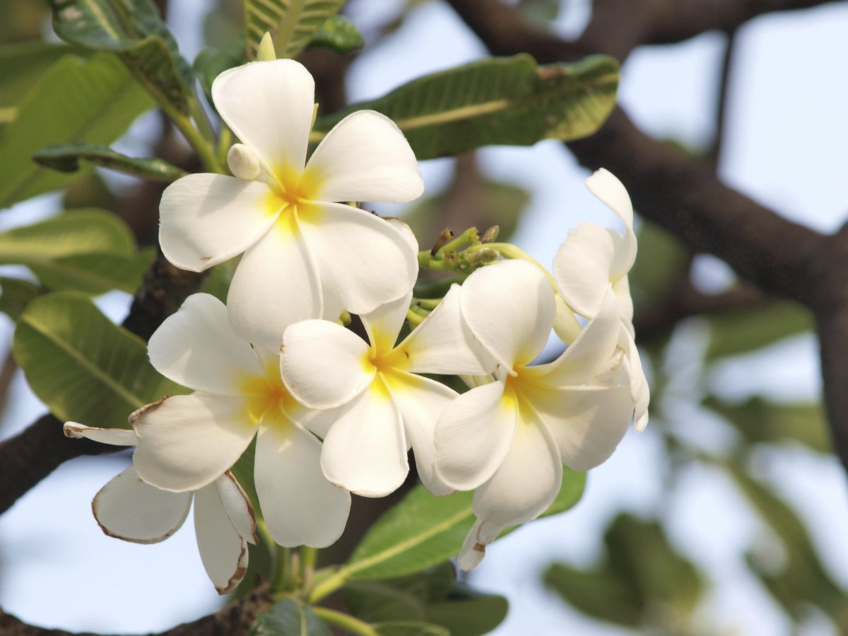 ROJA0024HU10_Consejos para trasplantar y reproducir un jazmín