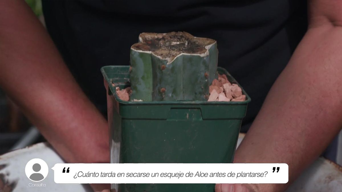 brico 1005 jardin tiempo secar esqueje aloe vera grava