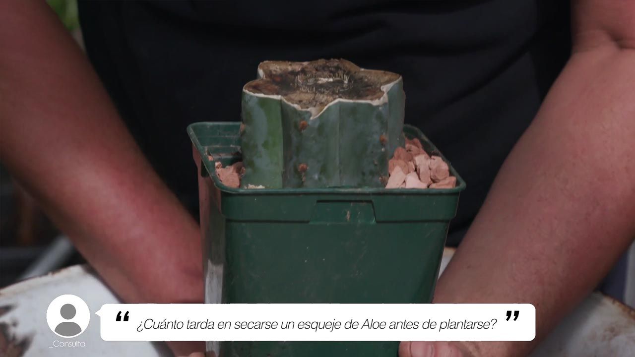 brico 1005 jardin tiempo secar esqueje aloe vera grava