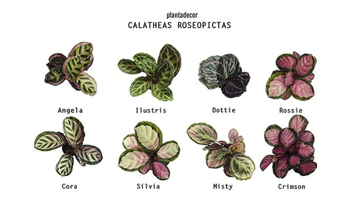Variedades de Calatheas Roseopictas